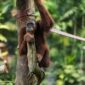 Seekor orangutan sedang bergelantungan bebas di rimbunnya kanopi pohon Hutan Lindung Wehea, Kalimantan Timur, menunjukkan kekayaan ekosistem alam yang perlu terus kita jaga. Pemandangan ini menggarisbawahi pentingnya melestarikan habitat alami untuk keberlangsungan hidup satwa liar endemik Indonesia.