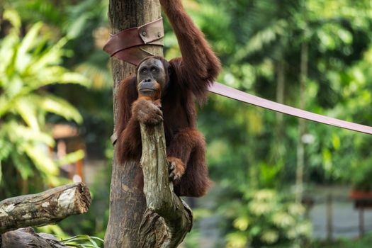 Seekor orangutan sedang bergelantungan bebas di rimbunnya kanopi pohon Hutan Lindung Wehea, Kalimantan Timur, menunjukkan kekayaan ekosistem alam yang perlu terus kita jaga. Pemandangan ini menggarisbawahi pentingnya melestarikan habitat alami untuk keberlangsungan hidup satwa liar endemik Indonesia.