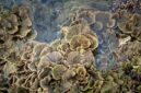 Terumbu karang yang sehat dan beragam di Kepulauan Derawan menjadi rumah bagi berbagai spesies ikan tropis, menawarkan pemandangan menakjubkan bagi para penyelam dan penggemar snorkeling. Air laut yang jernih memungkinkan visibilitas yang sempurna untuk mengagumi keindahan ekosistem bawah laut ini.