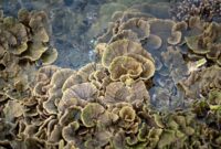 Terumbu karang yang sehat dan beragam di Kepulauan Derawan menjadi rumah bagi berbagai spesies ikan tropis, menawarkan pemandangan menakjubkan bagi para penyelam dan penggemar snorkeling. Air laut yang jernih memungkinkan visibilitas yang sempurna untuk mengagumi keindahan ekosistem bawah laut ini.