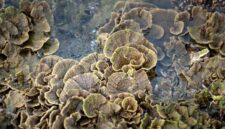 Terumbu karang yang sehat dan beragam di Kepulauan Derawan menjadi rumah bagi berbagai spesies ikan tropis, menawarkan pemandangan menakjubkan bagi para penyelam dan penggemar snorkeling. Air laut yang jernih memungkinkan visibilitas yang sempurna untuk mengagumi keindahan ekosistem bawah laut ini.