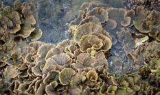 Derawan, Permata Bahari Kalimantan Timur: Lebih dari Sekadar Snorkeling