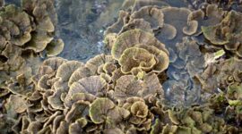 Terumbu karang yang sehat dan beragam di Kepulauan Derawan menjadi rumah bagi berbagai spesies ikan tropis, menawarkan pemandangan menakjubkan bagi para penyelam dan penggemar snorkeling. Air laut yang jernih memungkinkan visibilitas yang sempurna untuk mengagumi keindahan ekosistem bawah laut ini.