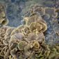 Terumbu karang yang sehat dan beragam di Kepulauan Derawan menjadi rumah bagi berbagai spesies ikan tropis, menawarkan pemandangan menakjubkan bagi para penyelam dan penggemar snorkeling. Air laut yang jernih memungkinkan visibilitas yang sempurna untuk mengagumi keindahan ekosistem bawah laut ini.