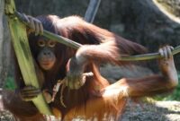 Orangutan Kalimantan terlihat sedang bergelayutan bebas di Hutan Lindung Wehea, salah satu habitat alami penting yang masih terjaga berkat kearifan masyarakat adat Dayak Wehea. Kehadiran primata langka ini menjadi daya tarik utama sekaligus simbol urgensi pelestarian hutan tropis yang krusial.