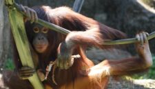 Orangutan Kalimantan terlihat sedang bergelayutan bebas di Hutan Lindung Wehea, salah satu habitat alami penting yang masih terjaga berkat kearifan masyarakat adat Dayak Wehea. Kehadiran primata langka ini menjadi daya tarik utama sekaligus simbol urgensi pelestarian hutan tropis yang krusial.