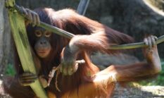 Wehea: Jantung Kalimantan Timur, Surga Orangutan dan Masyarakat Dayak