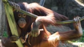 Orangutan Kalimantan terlihat sedang bergelayutan bebas di Hutan Lindung Wehea, salah satu habitat alami penting yang masih terjaga berkat kearifan masyarakat adat Dayak Wehea. Kehadiran primata langka ini menjadi daya tarik utama sekaligus simbol urgensi pelestarian hutan tropis yang krusial.