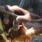 Orangutan Kalimantan terlihat sedang bergelayutan bebas di Hutan Lindung Wehea, salah satu habitat alami penting yang masih terjaga berkat kearifan masyarakat adat Dayak Wehea. Kehadiran primata langka ini menjadi daya tarik utama sekaligus simbol urgensi pelestarian hutan tropis yang krusial.