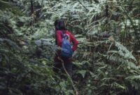 Pemandangan jalur pendakian yang diselimuti lumut tebal di Gunung Lumut, Kalimantan, menciptakan suasana mistis dan memukau bagi setiap penjelajah yang mencari petualangan di tengah hutan hujan tropis yang masih perawan.