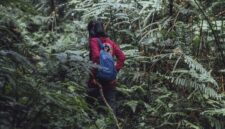Pemandangan jalur pendakian yang diselimuti lumut tebal di Gunung Lumut, Kalimantan, menciptakan suasana mistis dan memukau bagi setiap penjelajah yang mencari petualangan di tengah hutan hujan tropis yang masih perawan.