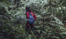 Pesona Puncak Gunung Lumut: Mendaki Hutan Purba di Jantung Kalimantan