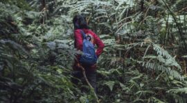 Pemandangan jalur pendakian yang diselimuti lumut tebal di Gunung Lumut, Kalimantan, menciptakan suasana mistis dan memukau bagi setiap penjelajah yang mencari petualangan di tengah hutan hujan tropis yang masih perawan.