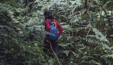 Pesona Puncak Gunung Lumut: Mendaki Hutan Purba di Jantung Kalimantan