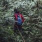 Pemandangan jalur pendakian yang diselimuti lumut tebal di Gunung Lumut, Kalimantan, menciptakan suasana mistis dan memukau bagi setiap penjelajah yang mencari petualangan di tengah hutan hujan tropis yang masih perawan.