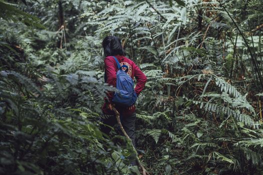 Pemandangan jalur pendakian yang diselimuti lumut tebal di Gunung Lumut, Kalimantan, menciptakan suasana mistis dan memukau bagi setiap penjelajah yang mencari petualangan di tengah hutan hujan tropis yang masih perawan.