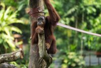 Jalur setapak yang diselimuti rimbunnya pepohonan di Hutan Lindung Wehea, Kabupaten Kutai Timur, menjadi gerbang menuju keajaiban alam dan perjumpaan tak terduga dengan satwa liar endemik Kalimantan. Di sinilah kisah pelestarian alam dan kearifan masyarakat adat Dayak Modang terukir kuat.
