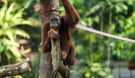 Hutan Lindung Wehea: Menjelajahi Jantung Borneo yang Terjaga dari Waktu