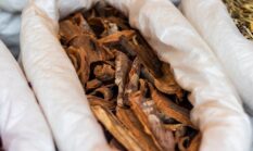 Rahasia Ramuan Herbal Kutai: Warisan Leluhur di Jantung Ibu Kota Nusantara