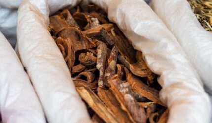 Rahasia Ramuan Herbal Kutai: Warisan Leluhur di Jantung Ibu Kota Nusantara