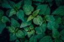 Berbagai jenis dedaunan dan akar-akaran yang kerap digunakan sebagai bahan dasar ramuan herbal tradisional Kutai, menunjukkan kekayaan botani hutan Kalimantan. Bahan-bahan ini dipetik langsung dari alam dengan kearifan lokal yang tinggi.