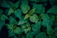 Berbagai jenis dedaunan dan akar-akaran yang kerap digunakan sebagai bahan dasar ramuan herbal tradisional Kutai, menunjukkan kekayaan botani hutan Kalimantan. Bahan-bahan ini dipetik langsung dari alam dengan kearifan lokal yang tinggi.