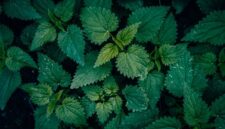 Berbagai jenis dedaunan dan akar-akaran yang kerap digunakan sebagai bahan dasar ramuan herbal tradisional Kutai, menunjukkan kekayaan botani hutan Kalimantan. Bahan-bahan ini dipetik langsung dari alam dengan kearifan lokal yang tinggi.