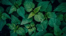 Berbagai jenis dedaunan dan akar-akaran yang kerap digunakan sebagai bahan dasar ramuan herbal tradisional Kutai, menunjukkan kekayaan botani hutan Kalimantan. Bahan-bahan ini dipetik langsung dari alam dengan kearifan lokal yang tinggi.