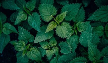 Rahasia Ramuan Herbal Kutai: Warisan Nenek Moyang di Tengah Modernitas