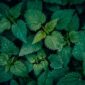 Berbagai jenis dedaunan dan akar-akaran yang kerap digunakan sebagai bahan dasar ramuan herbal tradisional Kutai, menunjukkan kekayaan botani hutan Kalimantan. Bahan-bahan ini dipetik langsung dari alam dengan kearifan lokal yang tinggi.