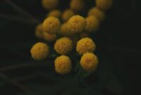 Akar kuning yang baru dipanen menampilkan warna cerah yang menjadi ciri khasnya, siap diolah menjadi ramuan tradisional yang kaya manfaat bagi kesehatan tubuh. Tumbuhan ini merupakan salah satu harta karun dari hutan Kalimantan yang telah lama dimanfaatkan oleh masyarakat lokal.