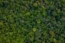 Pemandangan udara menakjubkan Hutan Lindung Wehea, Kalimantan Timur, menunjukkan kanopi hutan tropis yang lebat. Wehea adalah rumah bagi keanekaragaman hayati luar biasa dan dijaga ketat oleh kearifan lokal masyarakat adat.