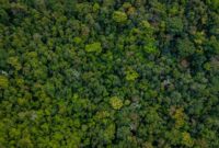 Pemandangan udara menakjubkan Hutan Lindung Wehea, Kalimantan Timur, menunjukkan kanopi hutan tropis yang lebat. Wehea adalah rumah bagi keanekaragaman hayati luar biasa dan dijaga ketat oleh kearifan lokal masyarakat adat.