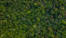 Pemandangan udara menakjubkan Hutan Lindung Wehea, Kalimantan Timur, menunjukkan kanopi hutan tropis yang lebat. Wehea adalah rumah bagi keanekaragaman hayati luar biasa dan dijaga ketat oleh kearifan lokal masyarakat adat.