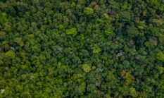 Wehea: Jantung Borneo yang Terancam, Warisan Berharga dari Leluhur