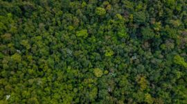 Pemandangan udara menakjubkan Hutan Lindung Wehea, Kalimantan Timur, menunjukkan kanopi hutan tropis yang lebat. Wehea adalah rumah bagi keanekaragaman hayati luar biasa dan dijaga ketat oleh kearifan lokal masyarakat adat.