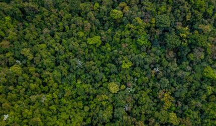 Wehea: Jantung Borneo yang Terancam, Warisan Berharga dari Leluhur