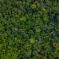 Pemandangan udara menakjubkan Hutan Lindung Wehea, Kalimantan Timur, menunjukkan kanopi hutan tropis yang lebat. Wehea adalah rumah bagi keanekaragaman hayati luar biasa dan dijaga ketat oleh kearifan lokal masyarakat adat.