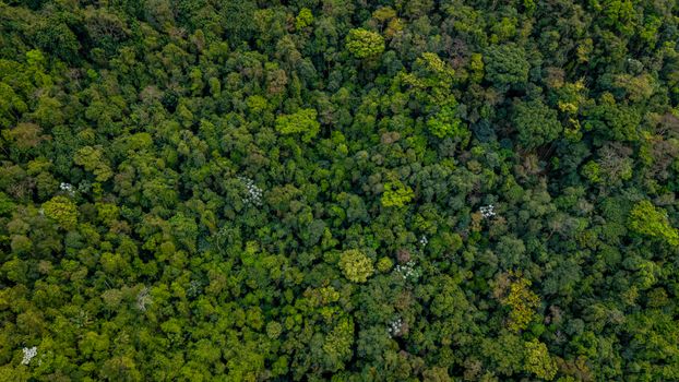 Pemandangan udara menakjubkan Hutan Lindung Wehea, Kalimantan Timur, menunjukkan kanopi hutan tropis yang lebat. Wehea adalah rumah bagi keanekaragaman hayati luar biasa dan dijaga ketat oleh kearifan lokal masyarakat adat.