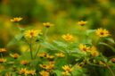 Potongan akar kuning yang dikeringkan, siap diolah menjadi ramuan herbal tradisional yang dipercaya ampuh menjaga kesehatan tubuh. Keindahan warna kuning pekatnya menunjukkan kekayaan senyawa aktif di dalamnya.