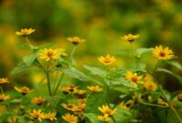 Potongan akar kuning yang dikeringkan, siap diolah menjadi ramuan herbal tradisional yang dipercaya ampuh menjaga kesehatan tubuh. Keindahan warna kuning pekatnya menunjukkan kekayaan senyawa aktif di dalamnya.
