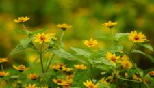 Potongan akar kuning yang dikeringkan, siap diolah menjadi ramuan herbal tradisional yang dipercaya ampuh menjaga kesehatan tubuh. Keindahan warna kuning pekatnya menunjukkan kekayaan senyawa aktif di dalamnya.