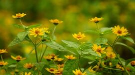 Potongan akar kuning yang dikeringkan, siap diolah menjadi ramuan herbal tradisional yang dipercaya ampuh menjaga kesehatan tubuh. Keindahan warna kuning pekatnya menunjukkan kekayaan senyawa aktif di dalamnya.
