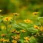 Potongan akar kuning yang dikeringkan, siap diolah menjadi ramuan herbal tradisional yang dipercaya ampuh menjaga kesehatan tubuh. Keindahan warna kuning pekatnya menunjukkan kekayaan senyawa aktif di dalamnya.