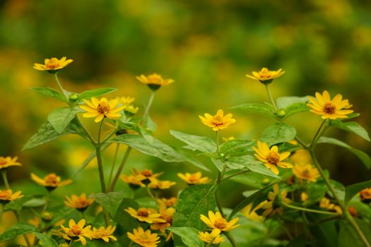 Potongan akar kuning yang dikeringkan, siap diolah menjadi ramuan herbal tradisional yang dipercaya ampuh menjaga kesehatan tubuh. Keindahan warna kuning pekatnya menunjukkan kekayaan senyawa aktif di dalamnya.