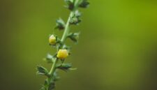 Potongan akar kuning yang memperlihatkan warna kuning cerah di bagian dalamnya, siap diolah menjadi ramuan herbal. Tumbuhan endemik ini telah lama dimanfaatkan oleh masyarakat Dayak sebagai obat tradisional.