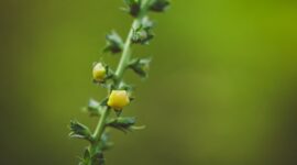Potongan akar kuning yang memperlihatkan warna kuning cerah di bagian dalamnya, siap diolah menjadi ramuan herbal. Tumbuhan endemik ini telah lama dimanfaatkan oleh masyarakat Dayak sebagai obat tradisional.