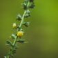 Potongan akar kuning yang memperlihatkan warna kuning cerah di bagian dalamnya, siap diolah menjadi ramuan herbal. Tumbuhan endemik ini telah lama dimanfaatkan oleh masyarakat Dayak sebagai obat tradisional.