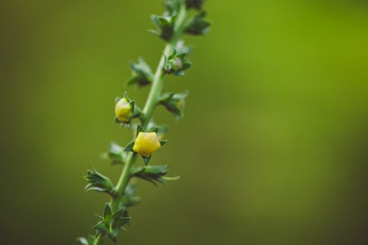 Potongan akar kuning yang memperlihatkan warna kuning cerah di bagian dalamnya, siap diolah menjadi ramuan herbal. Tumbuhan endemik ini telah lama dimanfaatkan oleh masyarakat Dayak sebagai obat tradisional.