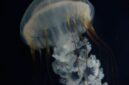 Pemandangan bawah laut Kepulauan Derawan dengan terumbu karang yang sehat dan beragam spesies ikan tropis, menawarkan surga bagi para penyelam dan _snorkeler_. Keindahan alam di sini memanggil setiap penjelajah untuk mengagumi kekayaan bahari Indonesia.